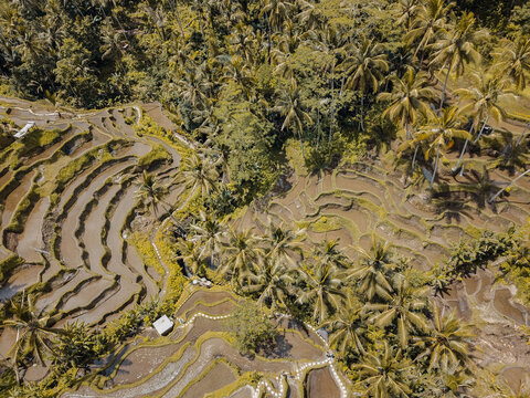Terrazas de arroz Bali
