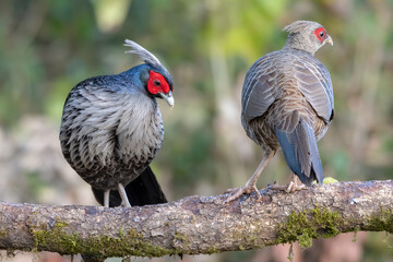 Kalij Pheasant pair photographed in Sattal, India