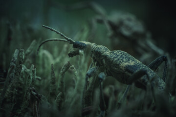 beetle on the grass