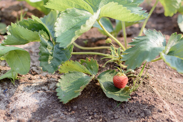 Strawberry berries growing on the branches in the vegetable garden.