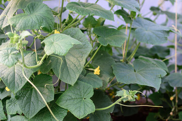 Green leaves of planted cucumbers in greenhouse.