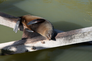 Naklejka premium Long Nosed Fur Seal, resting on wooden pylons. Australian native fauna.