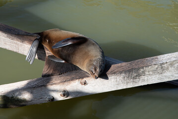Long Nosed Fur Seal, resting on wooden pylons. Australian native fauna.