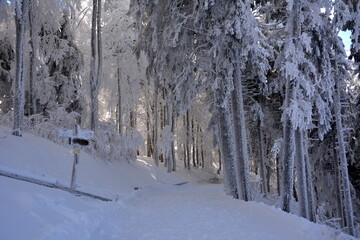 Winterwald