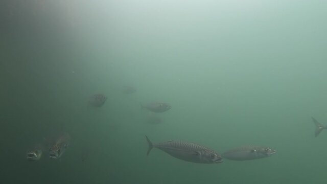 Mackerel swimming in school in deep water