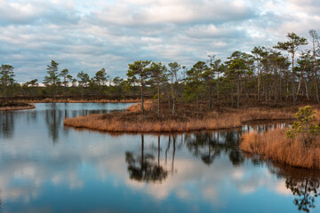 Sunny morning in the swamp