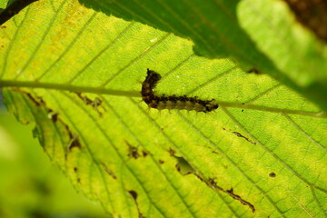 Black yellowish caterpillar on leaf
