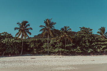 Palmeras
