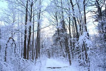 beautiful cold morning at forest