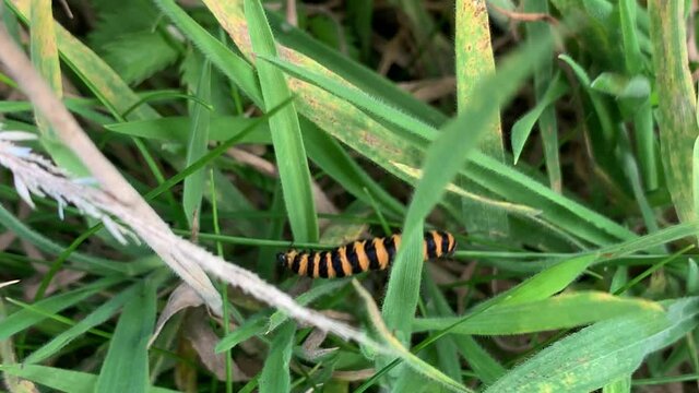 A hairy orange and black caterpillar on a leave