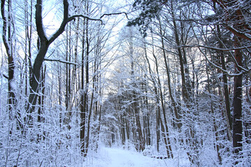 beautiful cold morning at forest