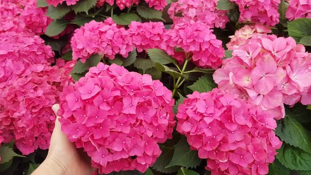 pink hydrangea flowers