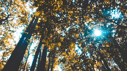 golden trees in the forest with sun rays coming through