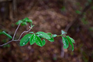 tree leaves with water drops after rain