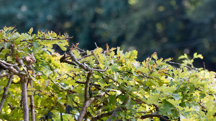 spring in the forest