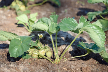 Strawberry berries growing on the branches in the vegetable garden.