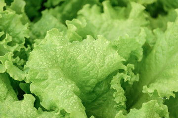 Fresh green lettuce growing on garden bed in vegetable garden.