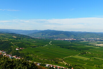 Weinbau in der Wachau