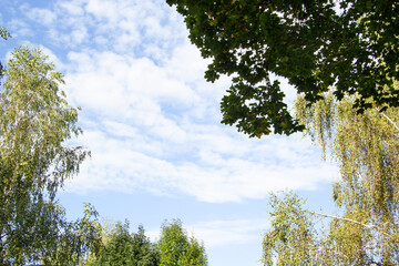 Bright blue sky with small white clouds. At the edges of the branches of different trees maple, birch, lime