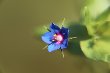 blue flower macro
