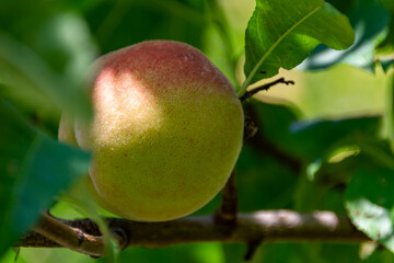 Close up images of peaches hanging on the bench of a tree on a sunny summer day with on a green background