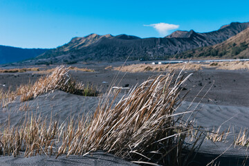 the volcano grass