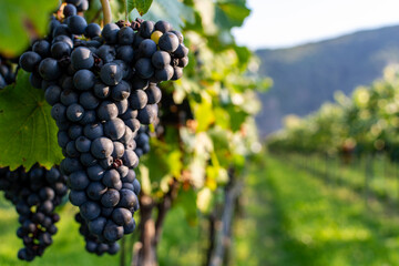 Fototapeta premium Close up of berries and leaves of grape-vine. A single bunch of ripe red wine grapes hanging on a vine on green leaves background. Plantation of grape-bearing vines, grown for winemaking, vinification