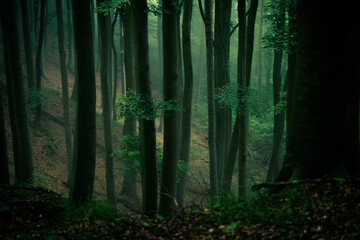 Naklejka premium Buchenwald im Nebel