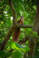 Squirrel eats a hazel nut