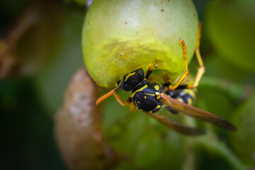 Wasp upside down in a grape