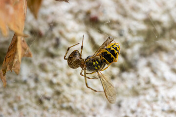 Wasp is spun in by a spider