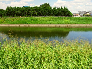 晩夏のセイバンモロコシ茂る土手と放水路風景
