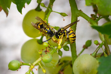 Macro - wasps are eating grapes
