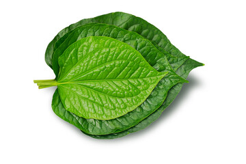 Wild Betel Leafbush isolated on white background. This has clipping path.
