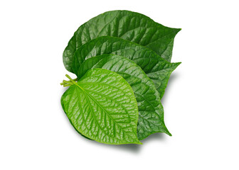 Wild Betel Leafbush isolated on white background. This has clipping path.
