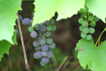 dark blue and green grapes growing