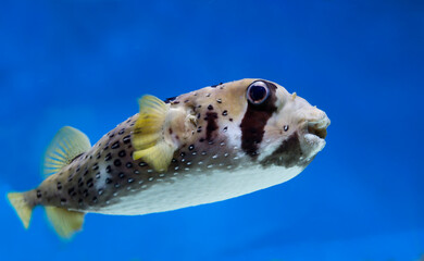 Fish-hedgehog. 
This is a very unusual inhabitant of tropical seas, which at the moment of danger...