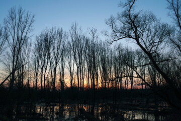 Tree on sunset