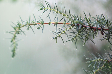 green larch twigs in the forest - obrazy, fototapety, plakaty