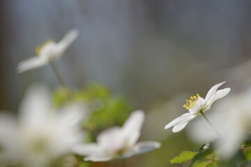 white flowers in a meadow