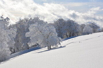 Fototapeta na wymiar Winter im Schwarzwald