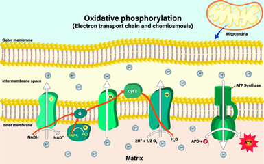 Electron transport chain couples chemiosmosis to ATP synthesis
