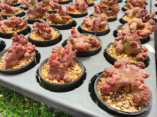 Group of small red titanopsis calcarea cactus in the small black plastic pot for prepare plant in the garden