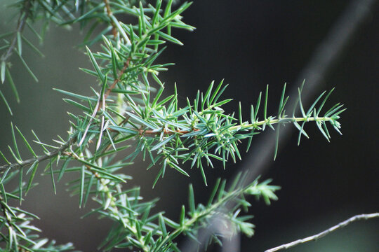 green larch twigs in the forest