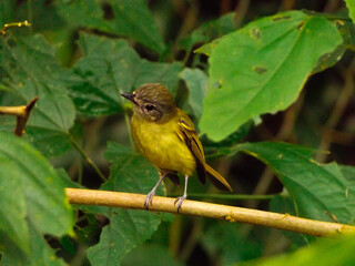 yellow billed hornbill