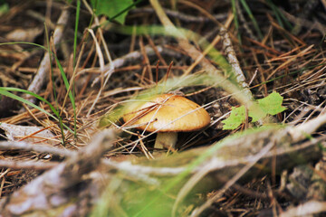 autumn mushroom in the forest litter