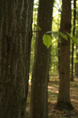lonely leaves on a tree