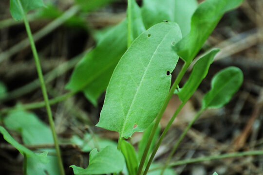 green sorrel leaves in the meadow