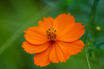 緑の葉を背景に満開のコスモス