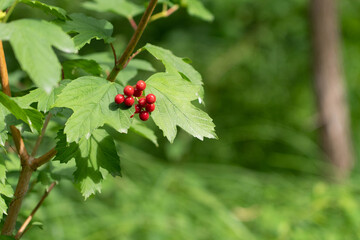 Schneeball Viburnum